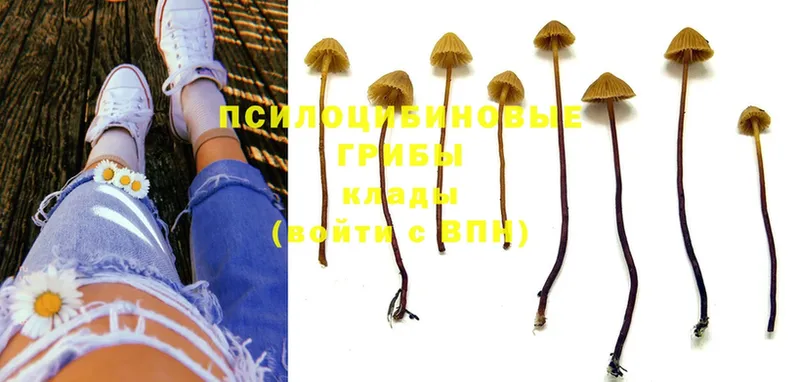 где купить   Болхов  Псилоцибиновые грибы MAGIC MUSHROOMS 